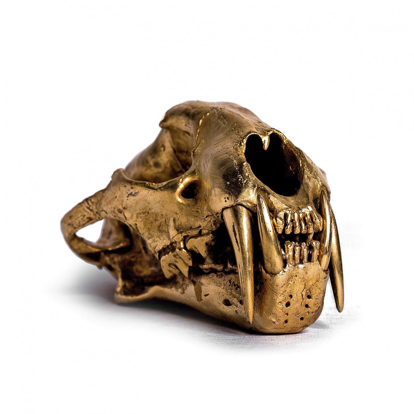 Leopard Skull