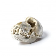 Acid Silver Monkey Skull