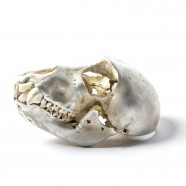 Acid Silver Monkey Skull