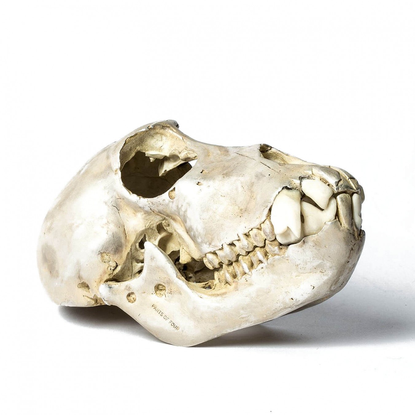 Acid Silver Monkey Skull