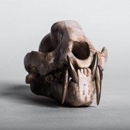 Leopard Skull