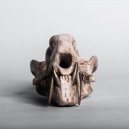 Leopard Skull