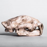 Leopard Skull