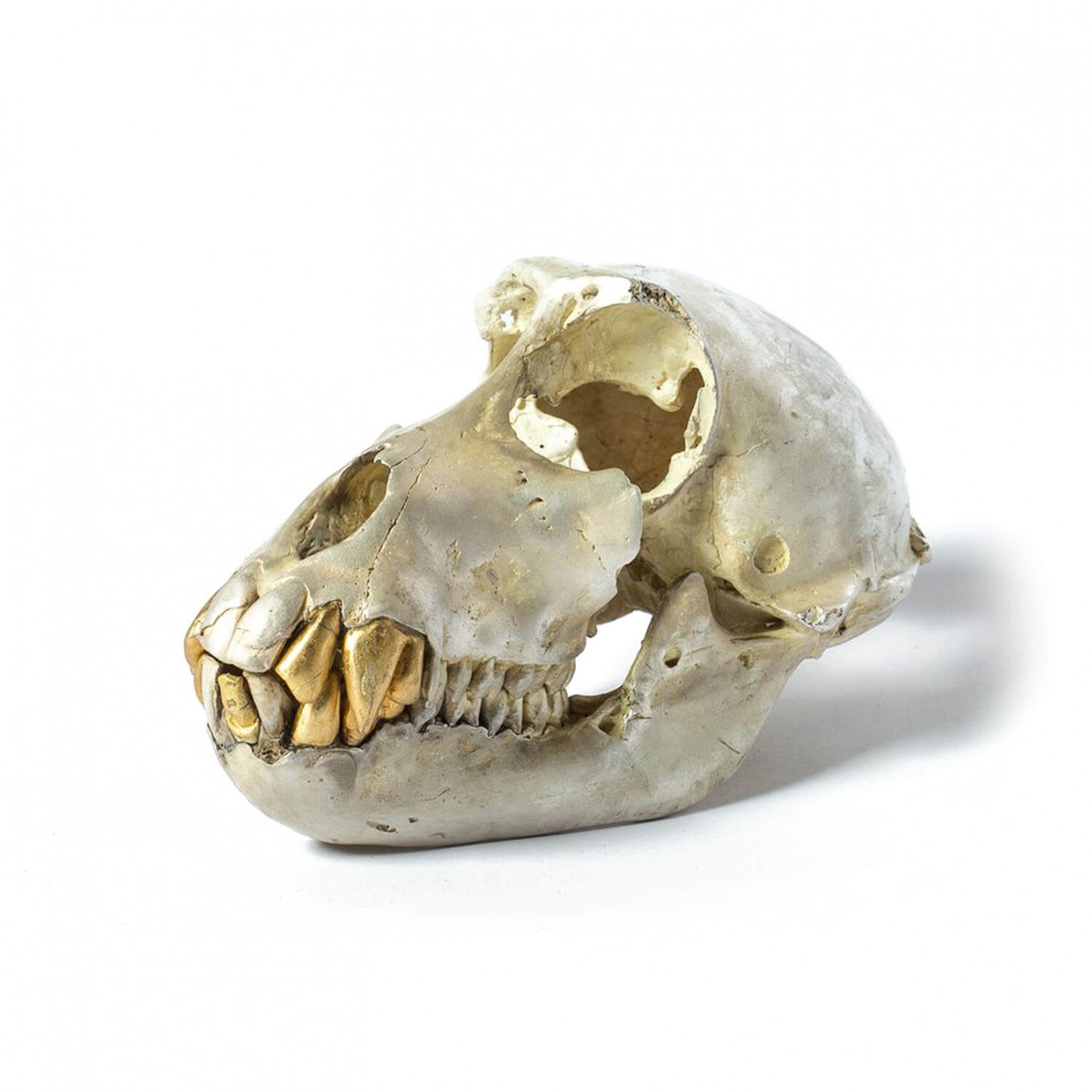 Acid Silver & Gold Monkey Skull