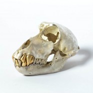 Acid Silver & Gold Monkey Skull