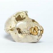 Acid Silver & Gold Monkey Skull