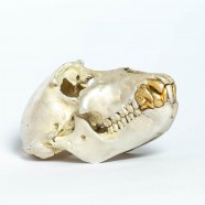 Acid Silver & Gold Monkey Skull