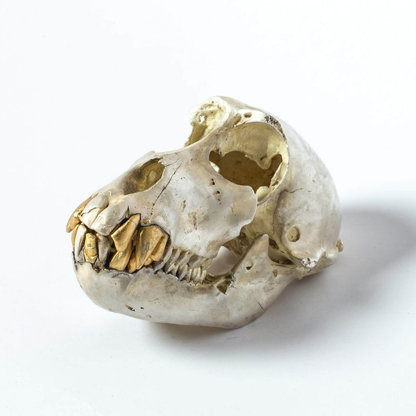 Acid Silver & Gold Monkey Skull