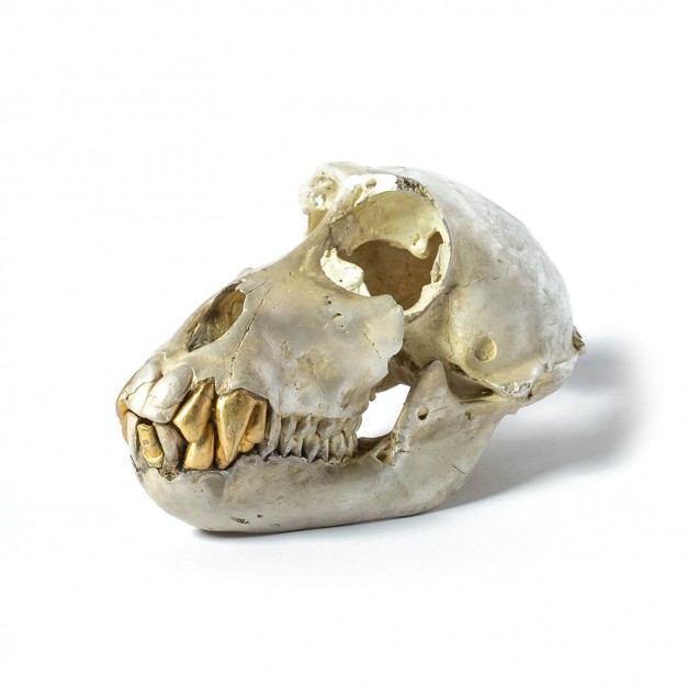 Acid Silver & Gold Monkey Skull