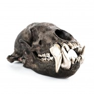Dirty & Matte Brass Bear Skull