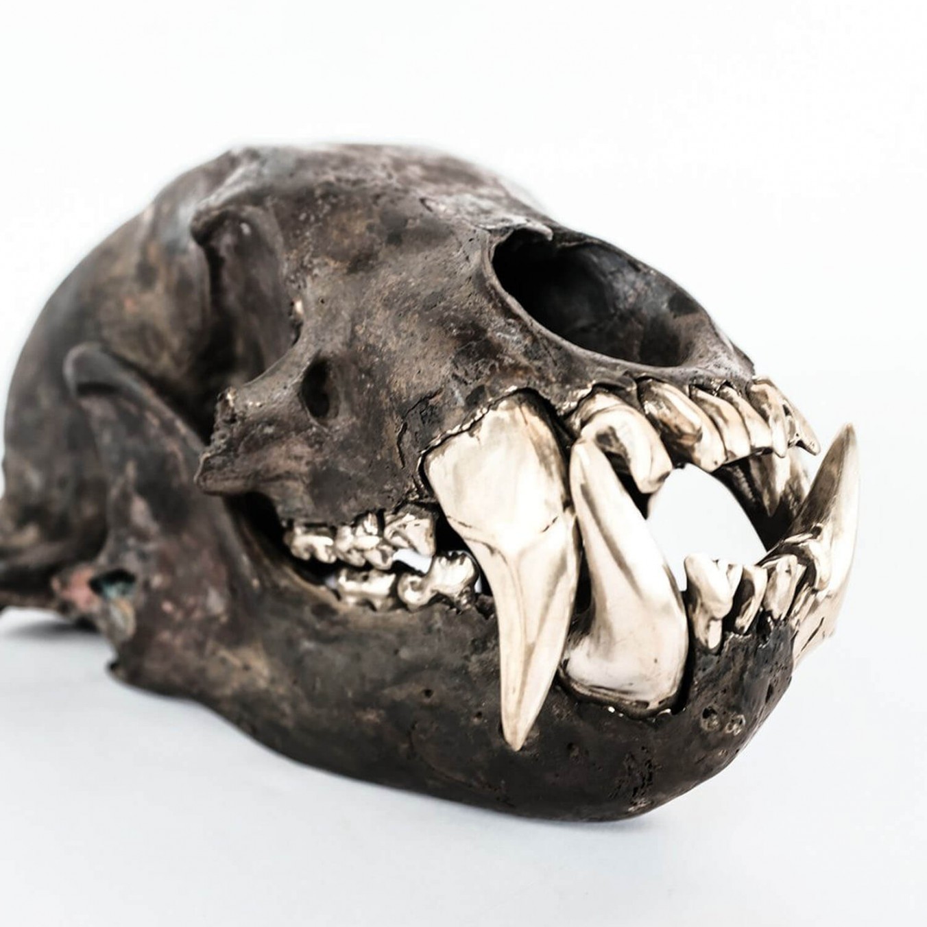 Dirty & Matte Brass Bear Skull