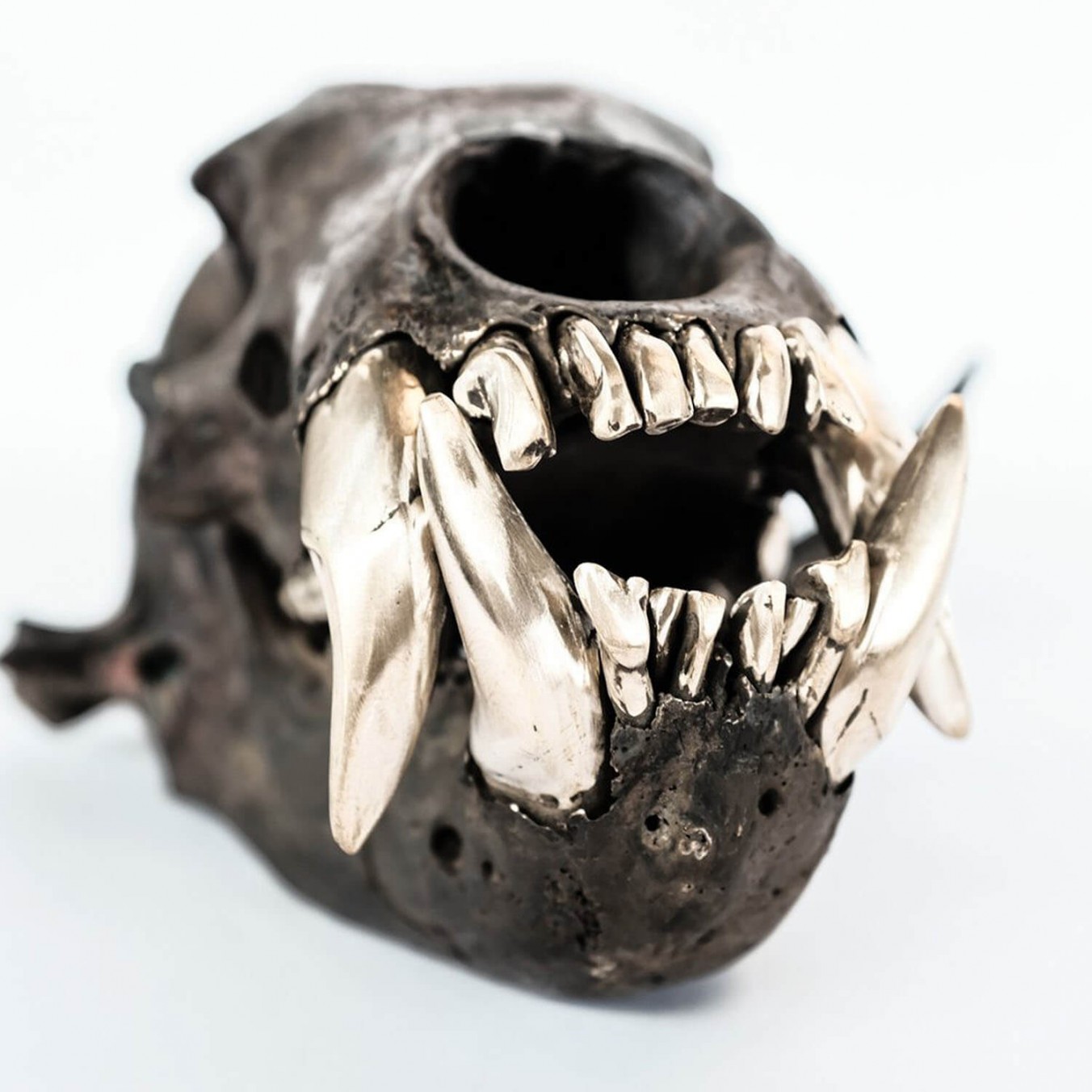 Dirty & Matte Brass Bear Skull
