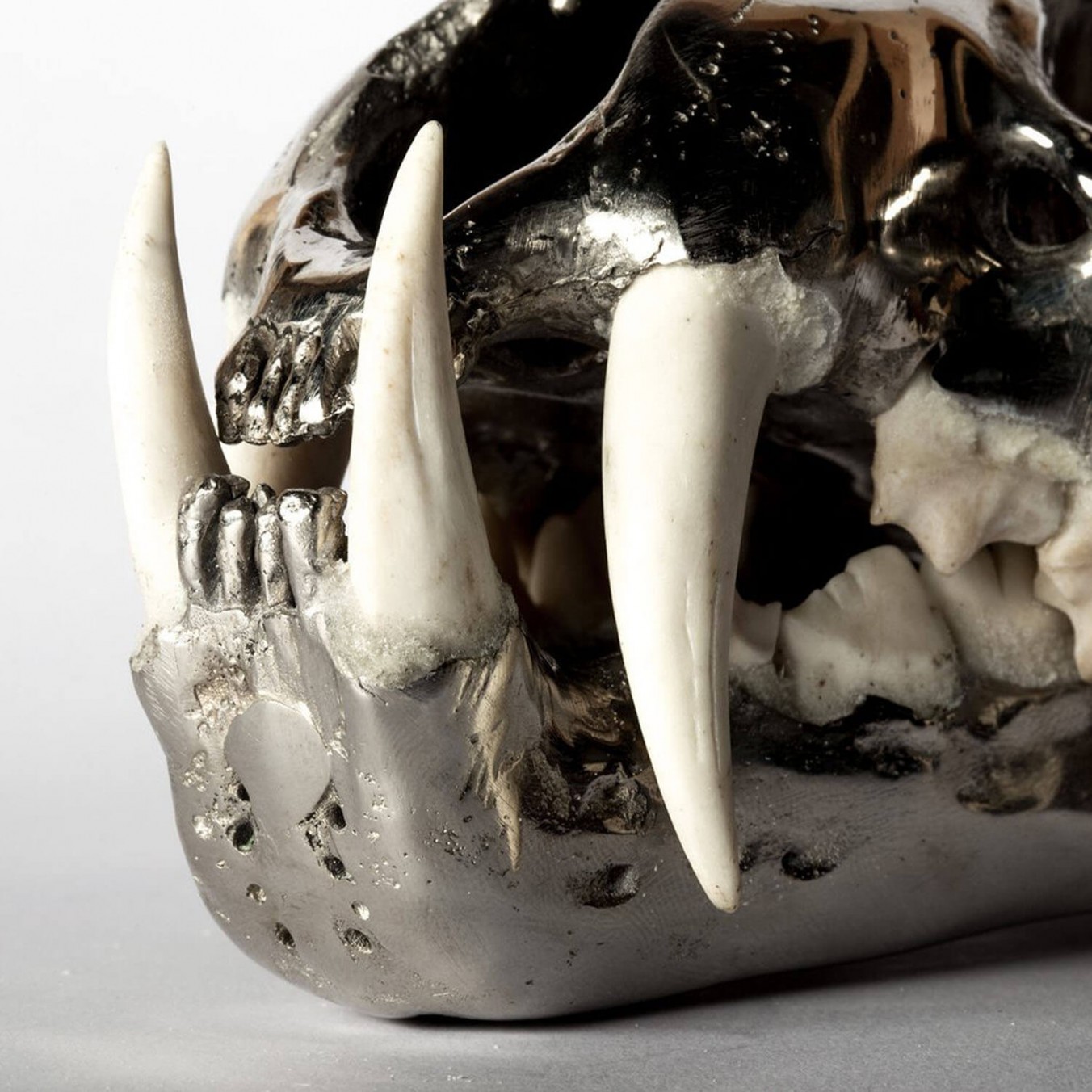 Chromed Brass & Bone Leopard Skull